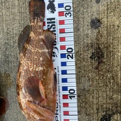 爆釣モードに突入