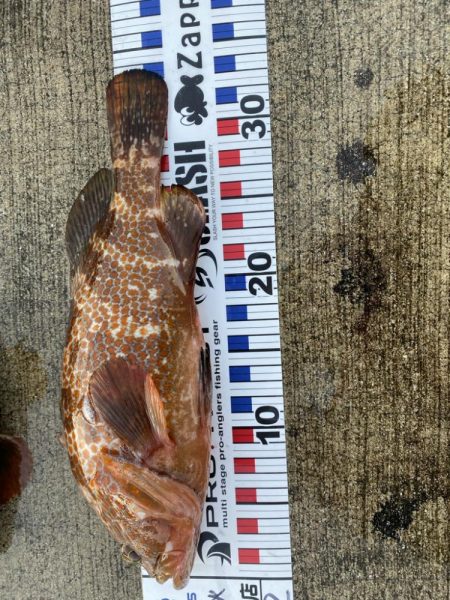 爆釣モードに突入