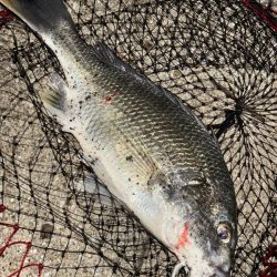 ヘチってきました