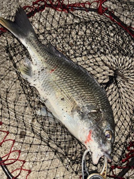 ヘチってきました