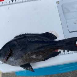 激風のシロギスタ