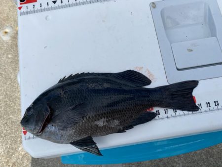 激風のシロギスタ