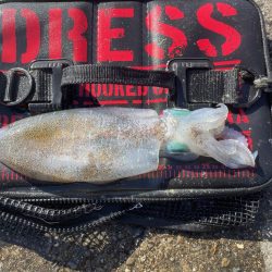 淡路島エギング