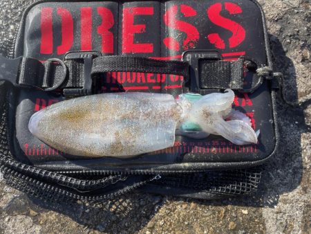 淡路島エギング