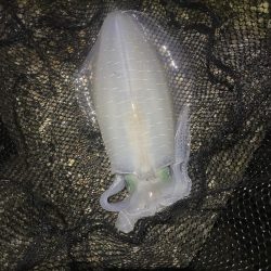 良型アオリイカ