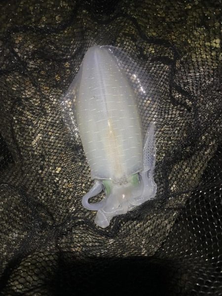 良型アオリイカ