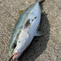 ハマチ　サゴシ