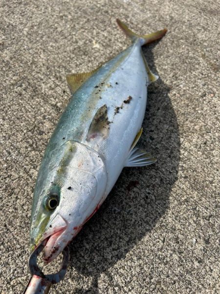 ハマチ　サゴシ