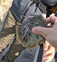 カワハギ坊主回避