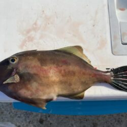 カワハギ&アジ一束釣り