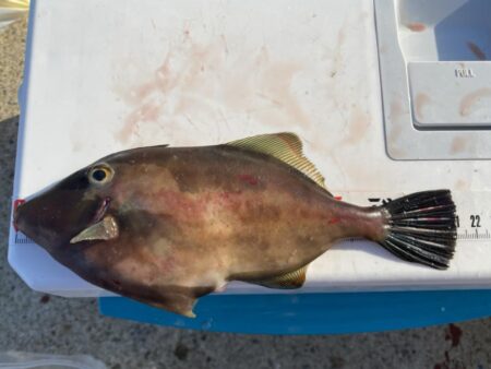 カワハギ&アジ一束釣り