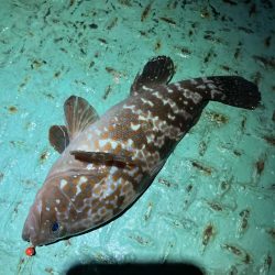 なんとか出ました