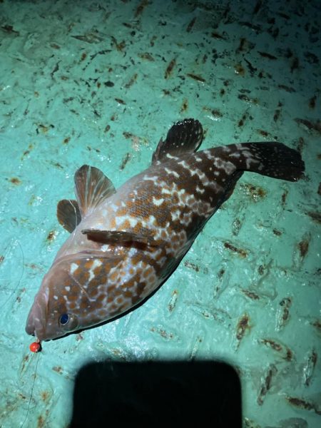 なんとか出ました