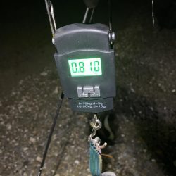 良型アオリイカ