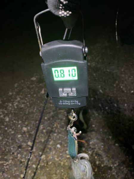 良型アオリイカ