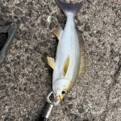 秋の小浦一文字