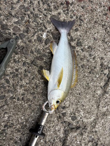 秋の小浦一文字