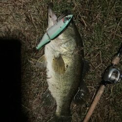 ロクマル出ました