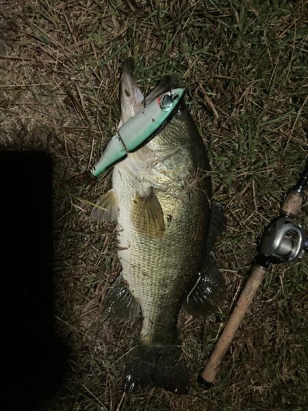 ロクマル出ました