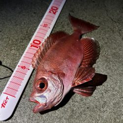 アジ、キントキダイ