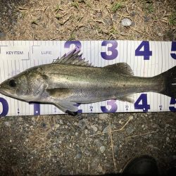 シーバスフィッシング