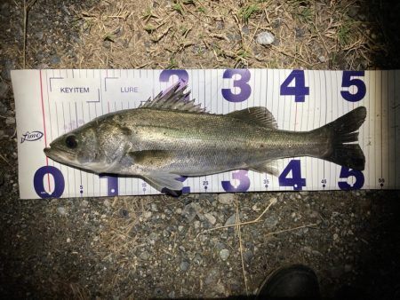 シーバスフィッシング