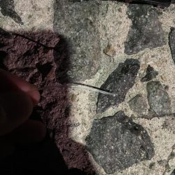 身近なポイントで高級魚キャッチ