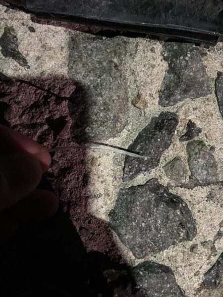 身近なポイントで高級魚キャッチ