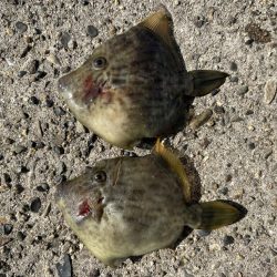 グレとカワハギ