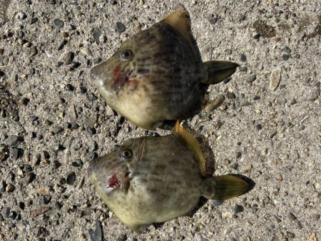 グレとカワハギ