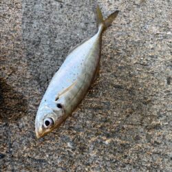 デカアジ多数釣れました