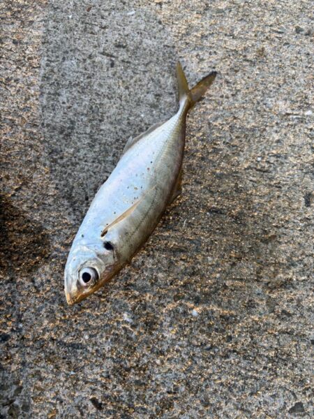 デカアジ多数釣れました