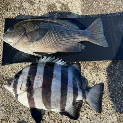 グレ狙いに！カワハギも。