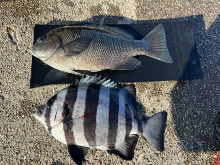 グレ狙いに！カワハギも。