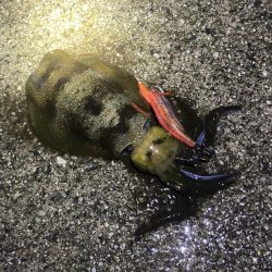 雨上がりのエギング