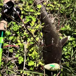 久々のナマズ釣り