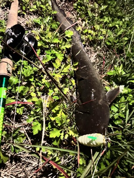 久々のナマズ釣り