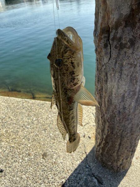 乗っ込みカレイ狙い