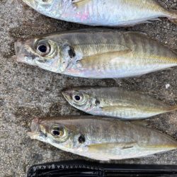 デカアジ釣れてます