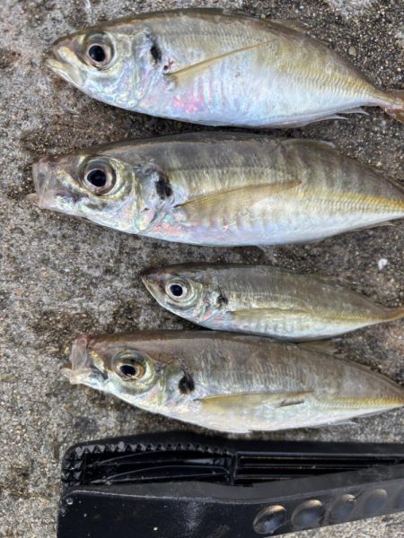 デカアジ釣れてます