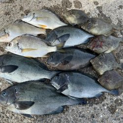 グレとカワハギ狙い