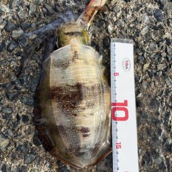 満月のエギング