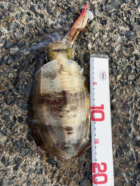 満月のエギング