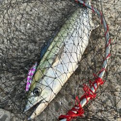 30分のフィーバータイム！