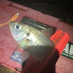 アジング定点観測