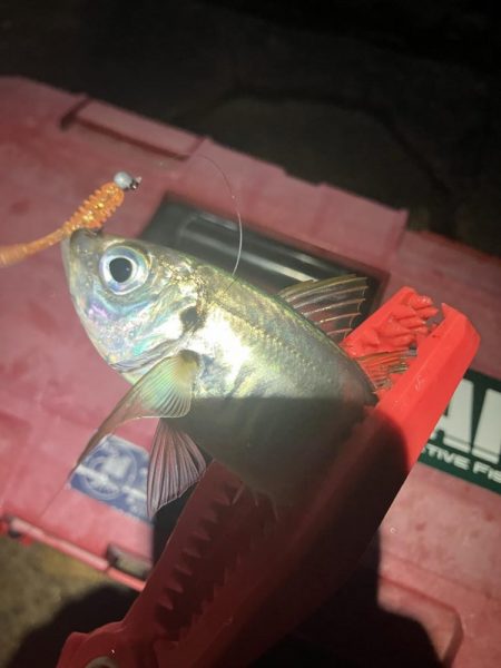 アジング定点観測