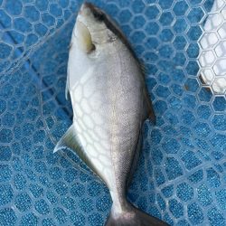 やっぱりSLJはおもしろい!