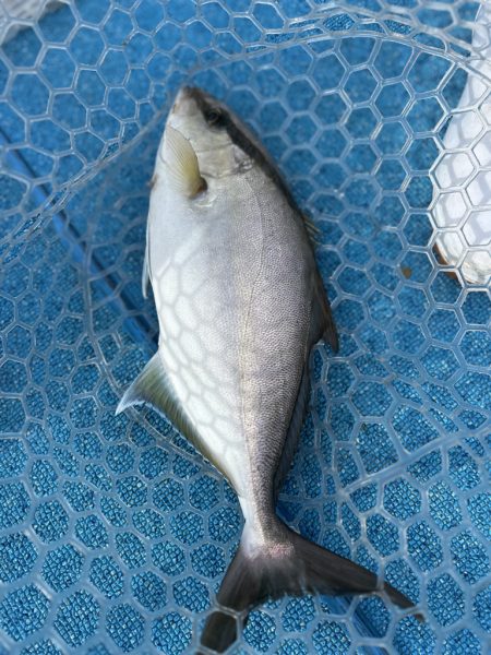 やっぱりSLJはおもしろい!