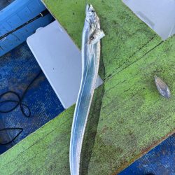 ノマセ釣りでタチウオ