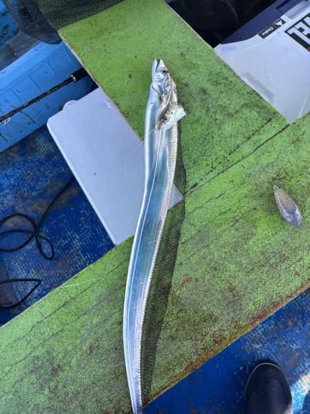 ノマセ釣りでタチウオ